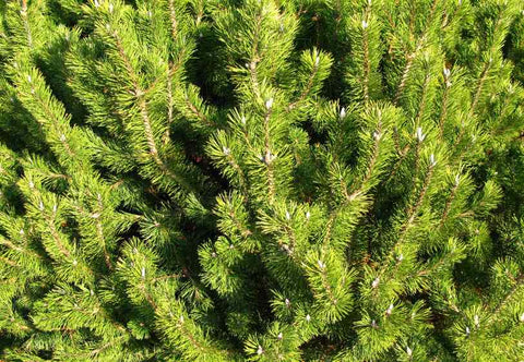 Mountain Pine Oil