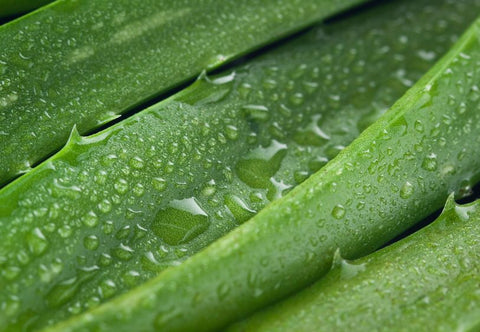 Time-honored traditional natural ingredients