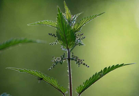 Organic Nettle Powder