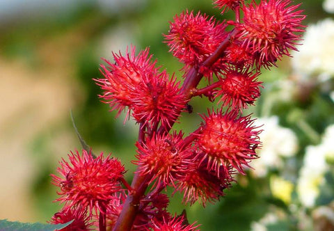 Castor Oil 