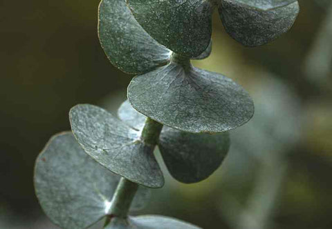 Eucalyptus Oil